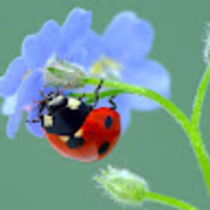 Meet your Posher, Brenda